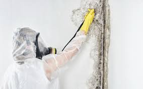 Best Basement Mold Removal  in Mcmurray, PA